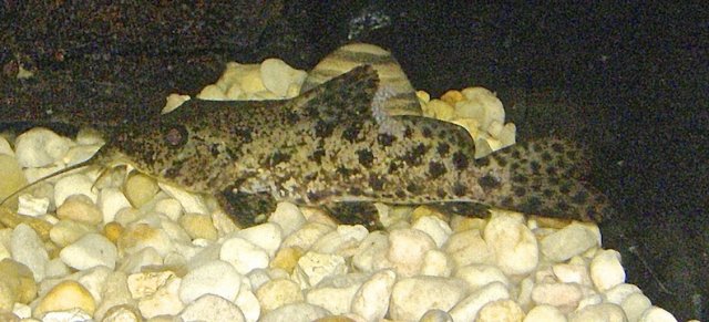 a. biscutatus.jpg