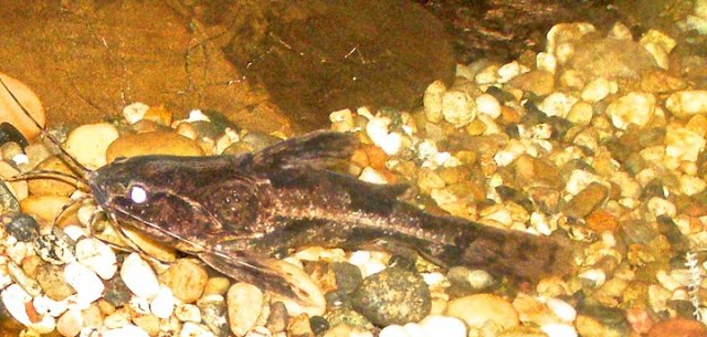 A. grypus.JPG