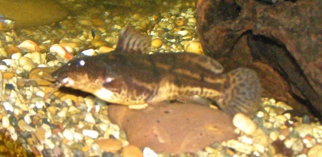 p. guttatus.JPG