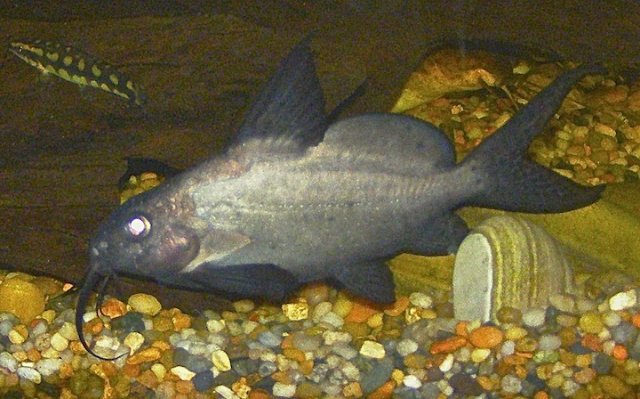 synodontis batensoda.jpg