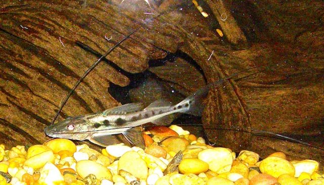 Shovelnose p. mucosus  copy.jpg