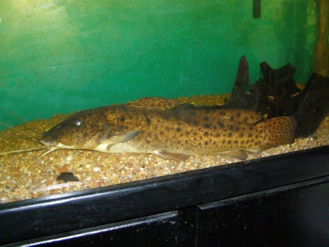 p. ngamensis.JPG
