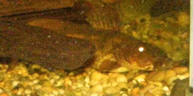 p. monkei.JPG