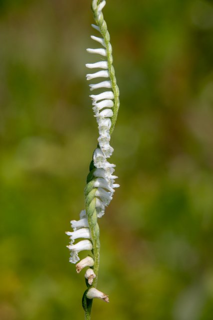 spirianthes.jpg
