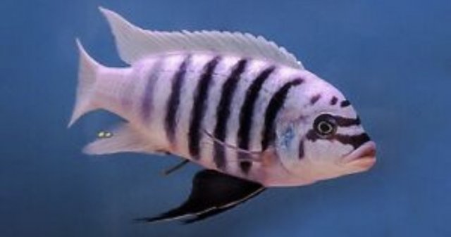 C4AEA33C-58AE-4348-A1DE-89B1CEE5BCDF.jpeg C4AEA33C-58AE-4348-A1DE-89B1CEE5BCDF.jpeg