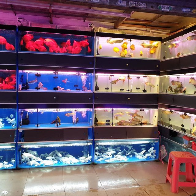 Fish Store 2.jpg