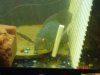 parrot and growouts 010.jpg