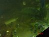 parrot and growouts 019.jpg