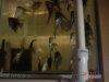 parrot and growouts 002.jpg