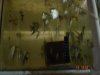 parrot and growouts 005.jpg