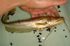 DSC00445.JPG