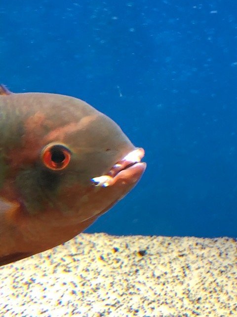IMG_0167.jpg fish lps.jpg