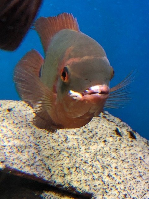IMG_0169.jpgfish lips 2.jpg IMG_0169.jpgfish lips 2.jpg
