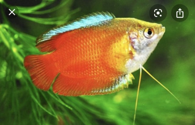 47B9E3D1-FD6A-431F-A73D-63BE85DF9A1E.jpeg 47B9E3D1-FD6A-431F-A73D-63BE85DF9A1E.jpeg