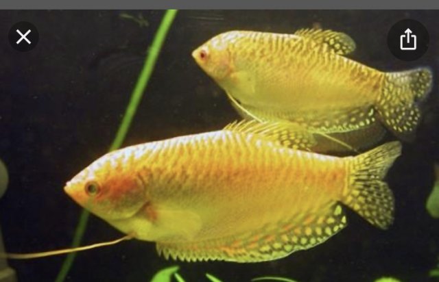 71ED0733-5AD4-4EDF-9A27-31FF0FE0BF93.jpeg 71ED0733-5AD4-4EDF-9A27-31FF0FE0BF93.jpeg