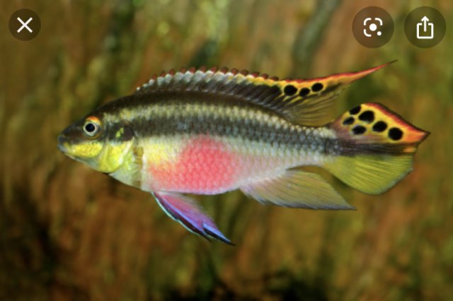 ABB2E095-F4F0-4E87-BA37-C4B0A685CFCC.jpeg ABB2E095-F4F0-4E87-BA37-C4B0A685CFCC.jpeg