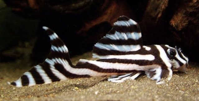 9C5E146B-4F29-4C8C-8AC7-782B14ABDB1F.jpeg 9C5E146B-4F29-4C8C-8AC7-782B14ABDB1F.jpeg