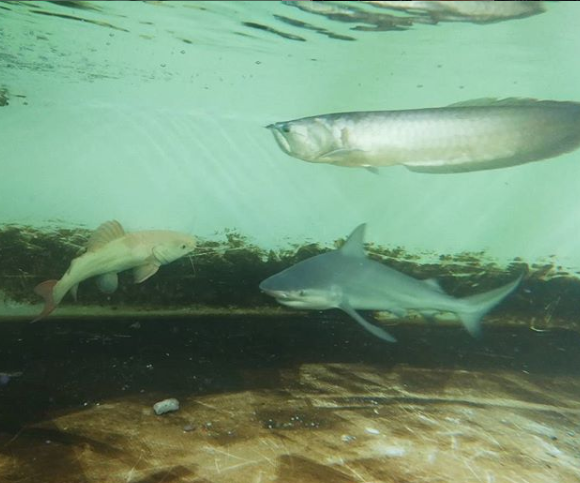 bullshark tank 2.png