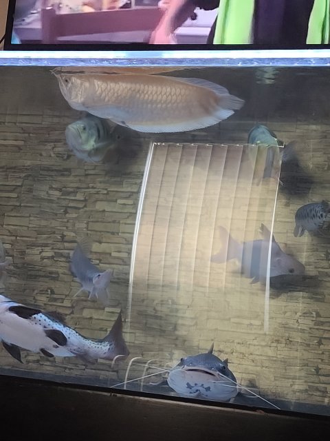 15883582680293766239128538594015.jpg 15883582680293766239128538594015.jpg