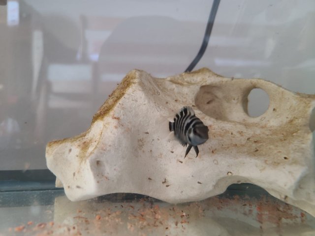 WhatsApp Image 2020-05-04 at 1.03.43 PM.jpeg