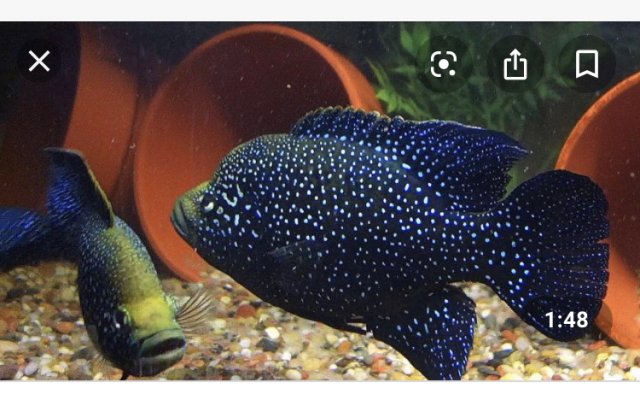 CC0EEE48-4B12-44A1-A7CF-32F7B6CA6432.jpeg CC0EEE48-4B12-44A1-A7CF-32F7B6CA6432.jpeg