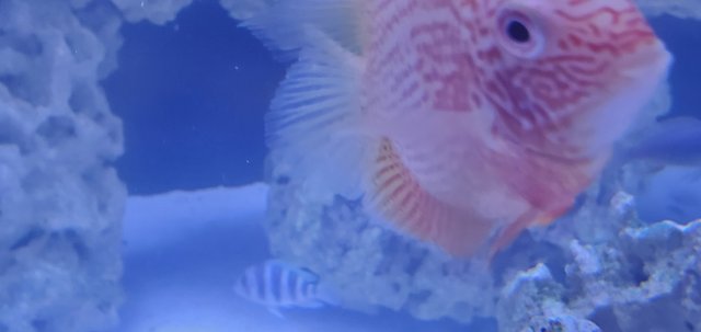 20200505_000815.jpg 20200505_000815.jpg