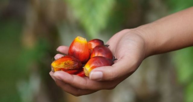 palm-oil-11271444-l-1024x768.jpg