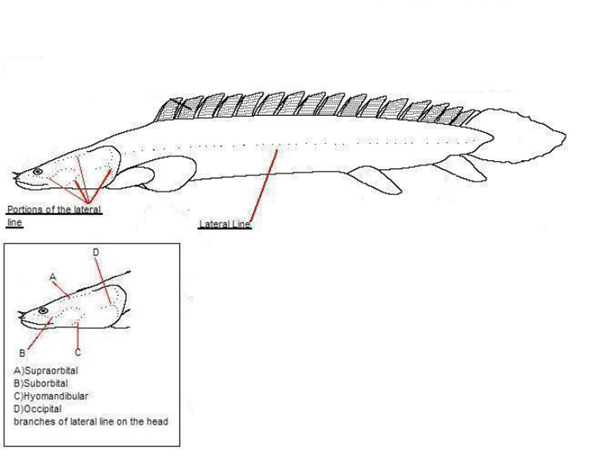 Dinosaur Bichir - A Complete Care Guide - AquariumStoreDepot