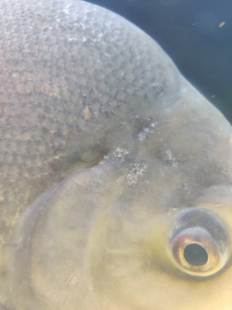 IMG_20200505_224108.jpg IMG_20200505_224108.jpg