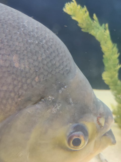 IMG_20200505_224046.jpg IMG_20200505_224046.jpg