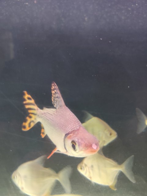 IMG_20200505_221414.jpg IMG_20200505_221414.jpg