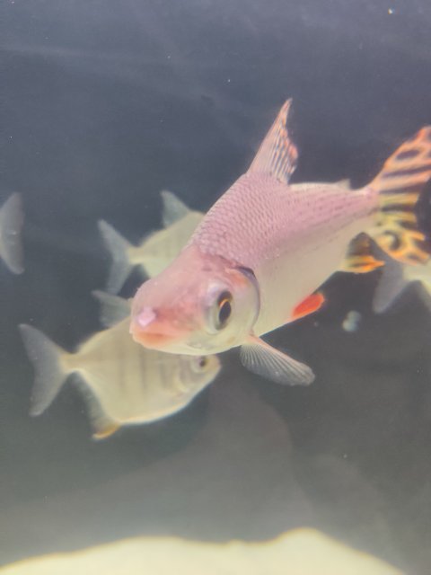 IMG_20200505_221045.jpg IMG_20200505_221045.jpg