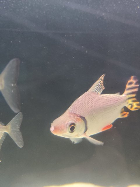 IMG_20200505_221011.jpg IMG_20200505_221011.jpg