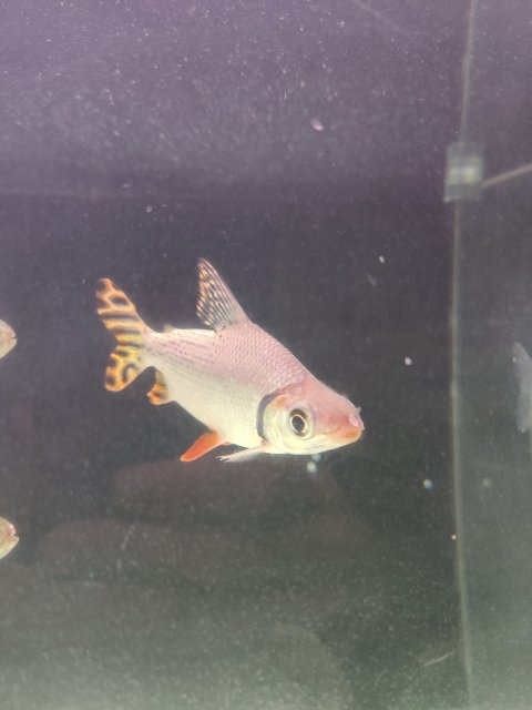 IMG_20200505_220935.jpg IMG_20200505_220935.jpg