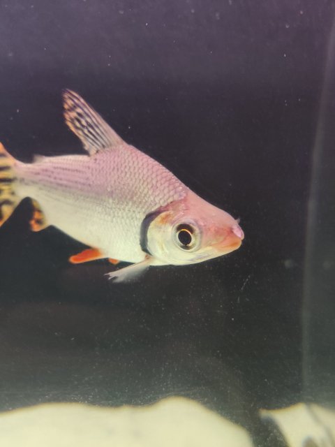 IMG_20200505_220228.jpg IMG_20200505_220228.jpg