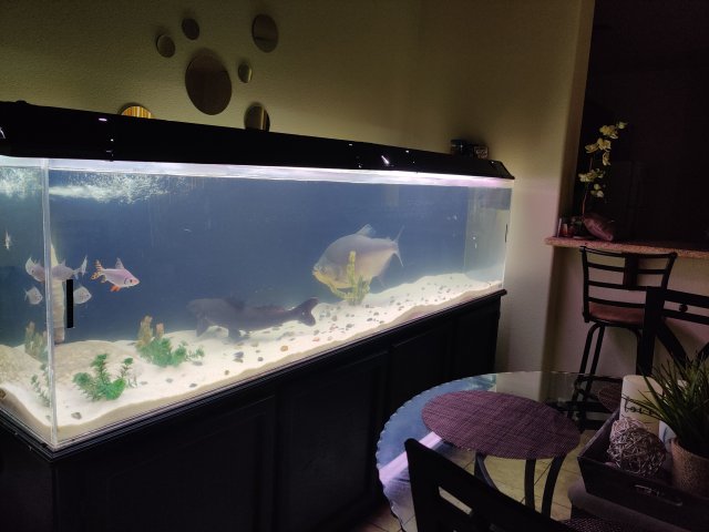 IMG_20200425_165143.jpg IMG_20200425_165143.jpg