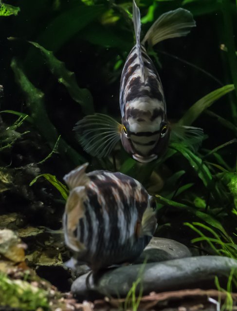 DSC_0286.jpg DSC_0286.jpg