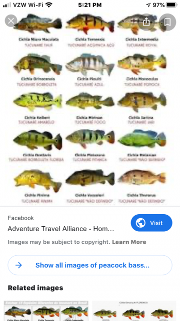 Peacock bass ID Chart - For Wall - where to buy?