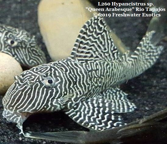 L260-Hypancistrus-sp-Queen-Arabesque-Rio-Tapajos-CW-2.jpg