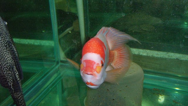 100_9031.JPG
