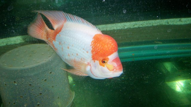 100_9032.JPG