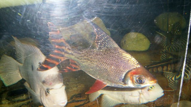 100_9045.JPG
