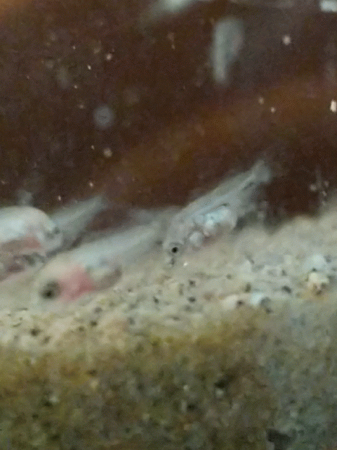 IMG_20200510_155038_exported_stabilized_8473113871994289592.gif