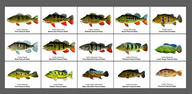 Peacock bass ID Chart - For Wall - where to buy?