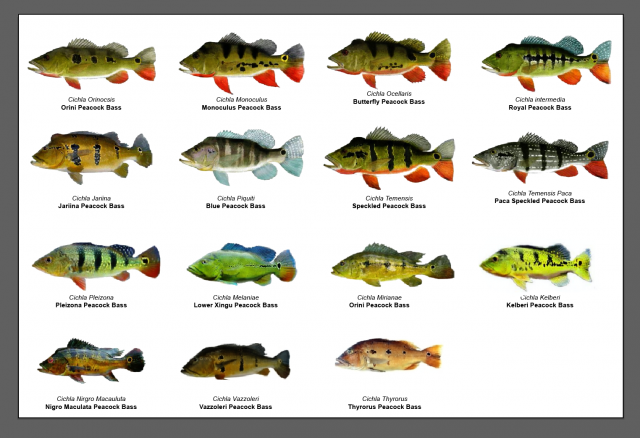 Peacock Bass Species