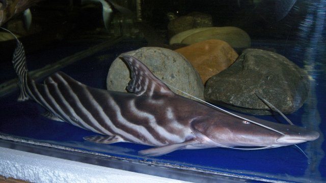 100_9113.JPG