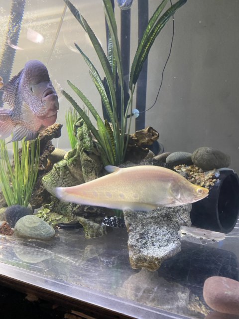 1410E83A-A21B-451D-8F0C-6D8C26F89438.jpeg 1410E83A-A21B-451D-8F0C-6D8C26F89438.jpeg