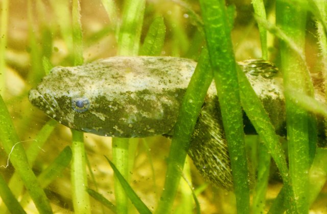 53CC845F-B571-42E7-8631-FF7F594BA51E_1_201_a.jpeg 53CC845F-B571-42E7-8631-FF7F594BA51E_1_201_a.jpeg