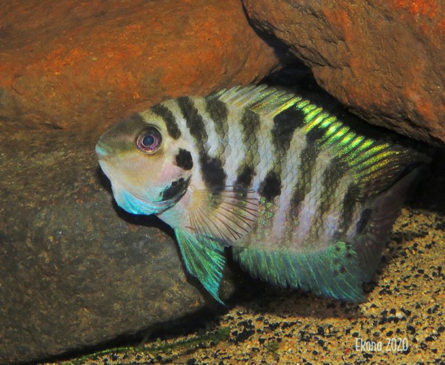 A. siquia male Display NT 5txt.jpg