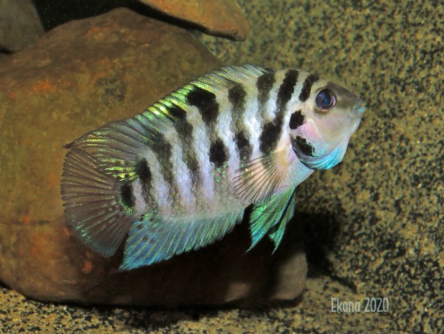 A. siquia Male Display NT2txt.jpg